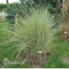 Miskant chiński 'Morning Light' | Miscanthus sinensis