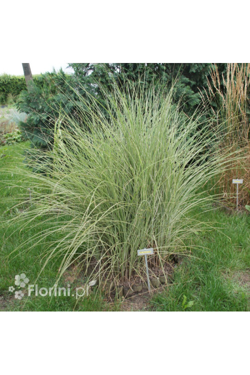 Miskant chiński 'Morning Light' | Miscanthus sinensis