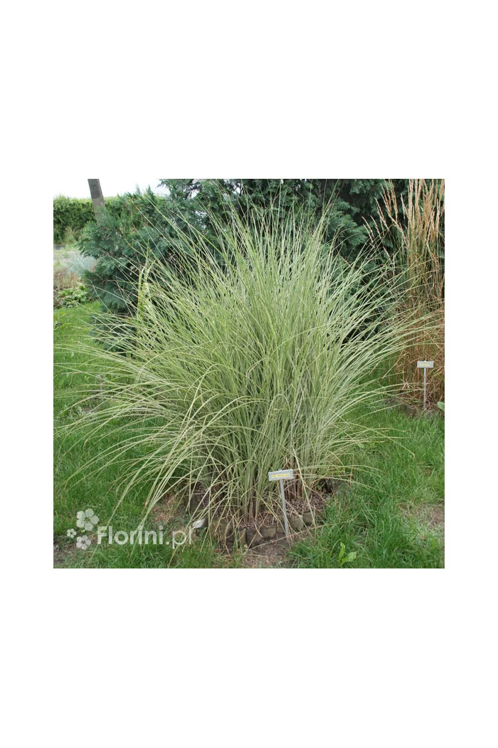 Miskant chiński 'Morning Light' | Miscanthus sinensis