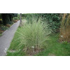 Miskant chiński 'Morning Light' | Miscanthus sinensis