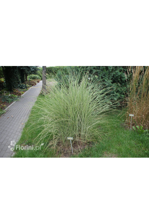 Miskant chiński 'Morning Light' | Miscanthus sinensis