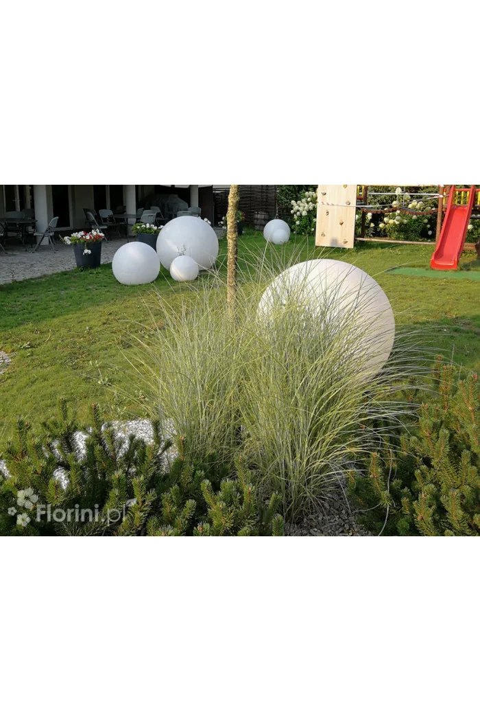 Miskant chiński 'Morning Light' | Miscanthus sinensis