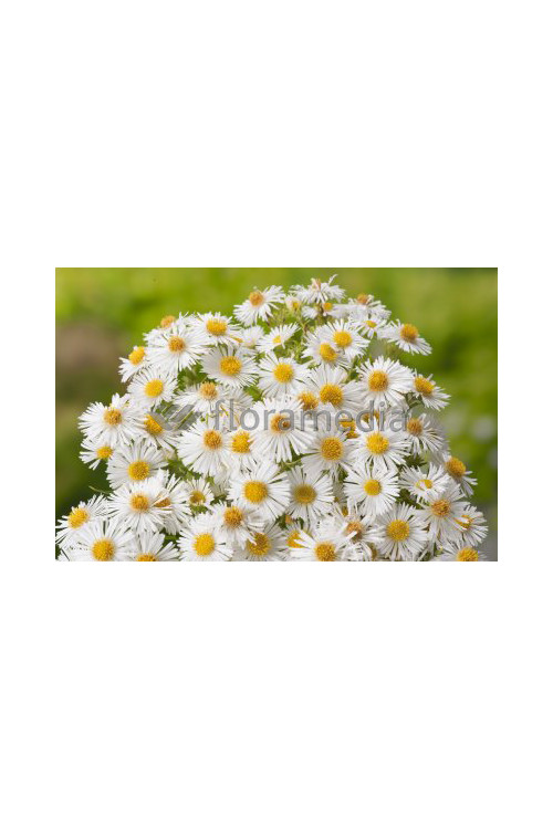 Aster nowangielski 'Herbstschnee' Aster novi-angliae