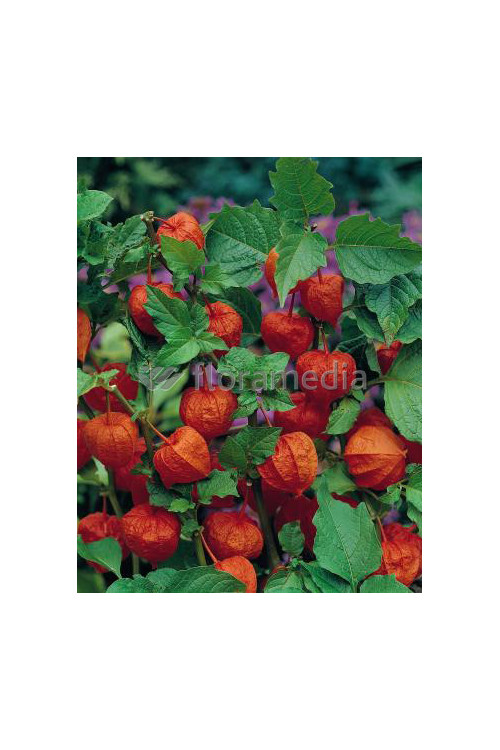 Miechunka 'Franchetta' | Physalis