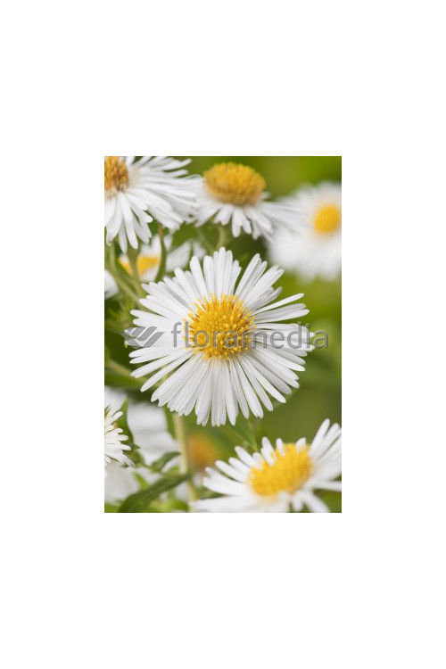 Aster nowangielski 'Herbstschnee' Aster novi-angliae