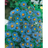 Aster nowangielski 'Barr's Blue' Aster novi-angliae