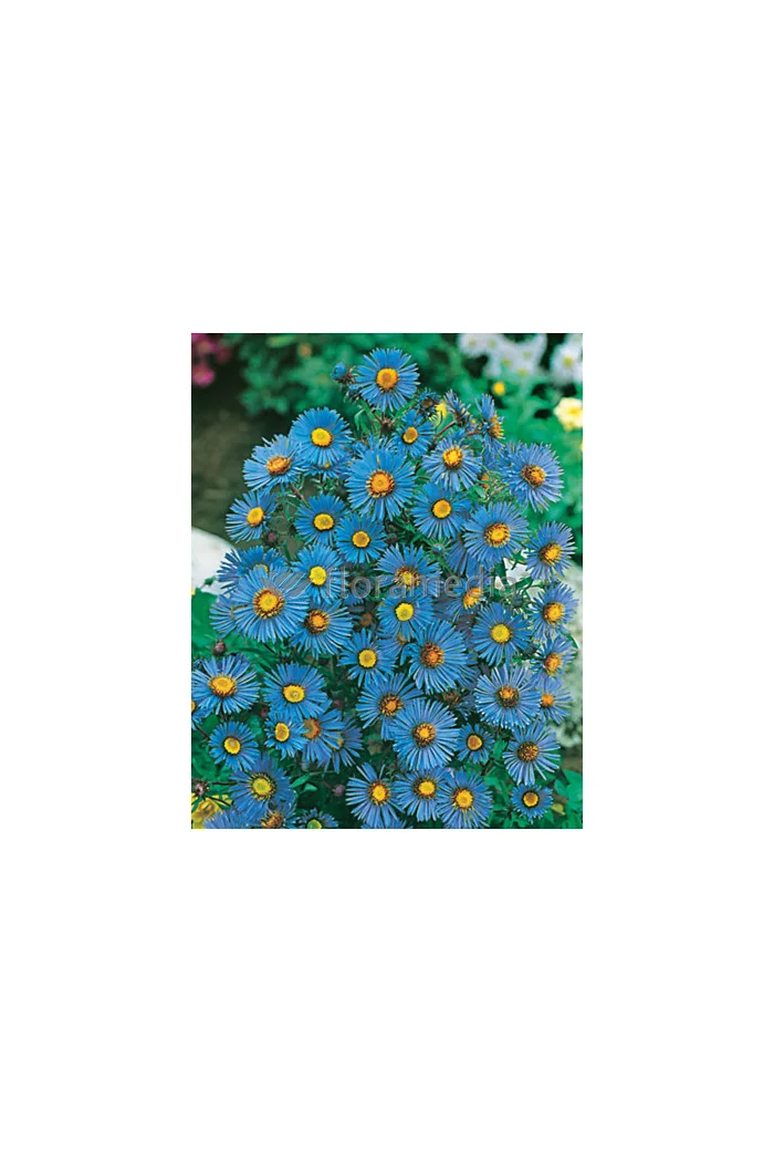 Aster nowangielski 'Barr's Blue' Aster novi-angliae