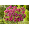 Aster nowangielski 'Alma Potschke' Aster novi-angliae