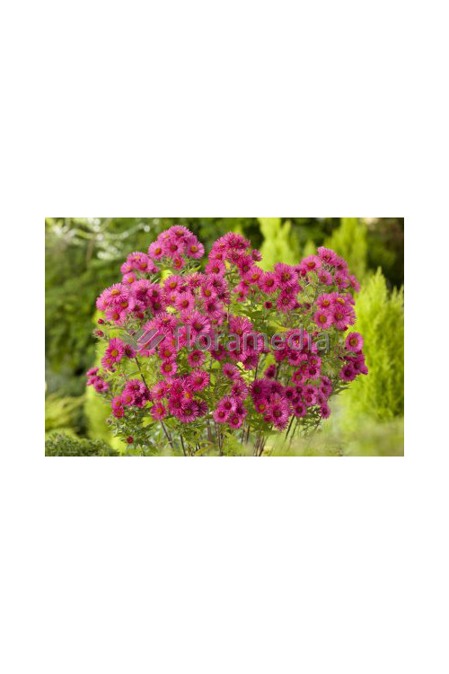 Aster nowangielski 'Alma Potschke' Aster novi-angliae