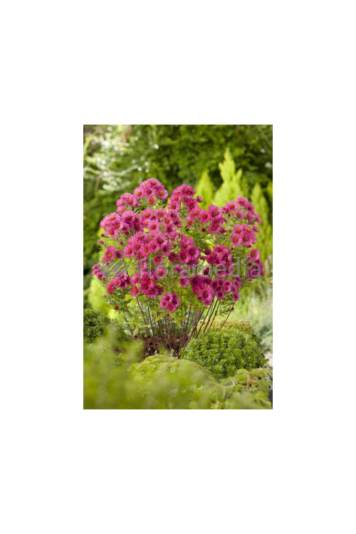 Aster nowangielski 'Alma Potschke' Aster novi-angliae