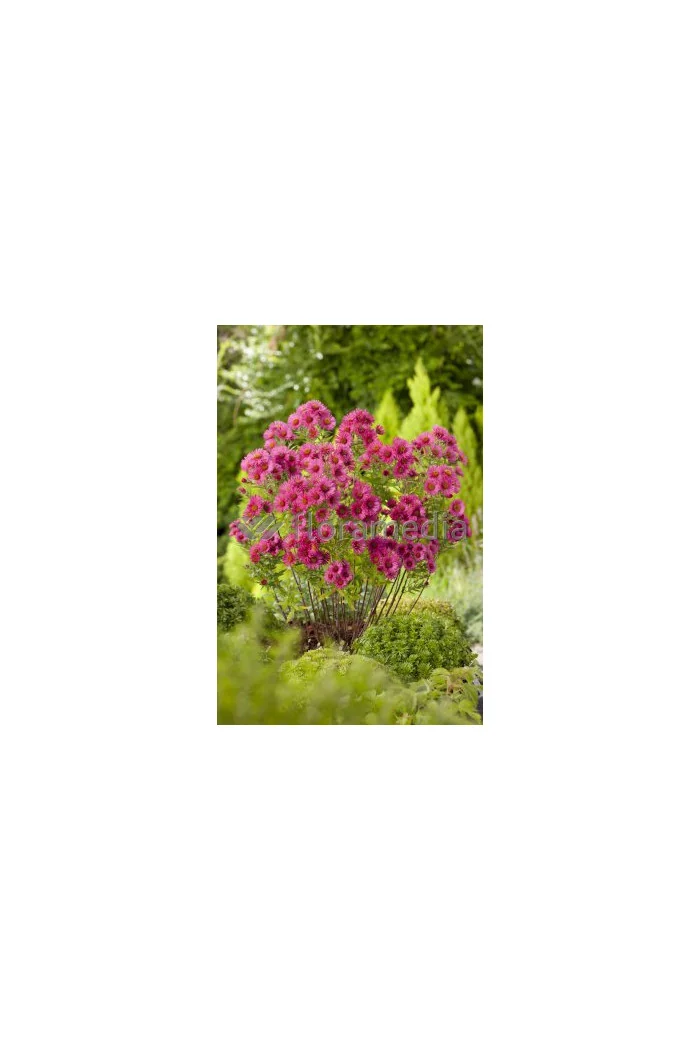 Aster nowangielski 'Alma Potschke' Aster novi-angliae