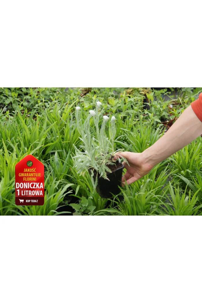 Krwawnik wiązówkowaty 'Coronation Gold' Achillea filipendulina