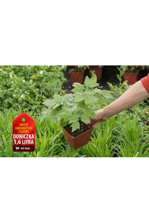 Zawilec japoński Anemone japonica