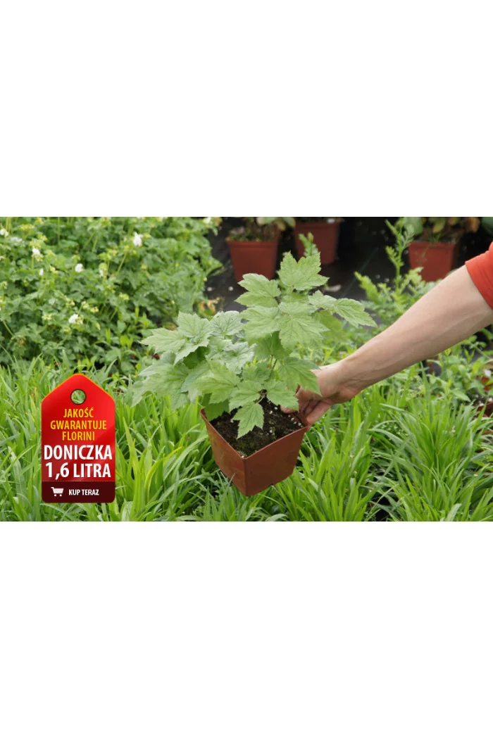 Zawilec japoński Anemone japonica