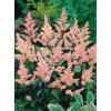 Tawułka japońska 'Peach Blossom' | Astilbe japonica