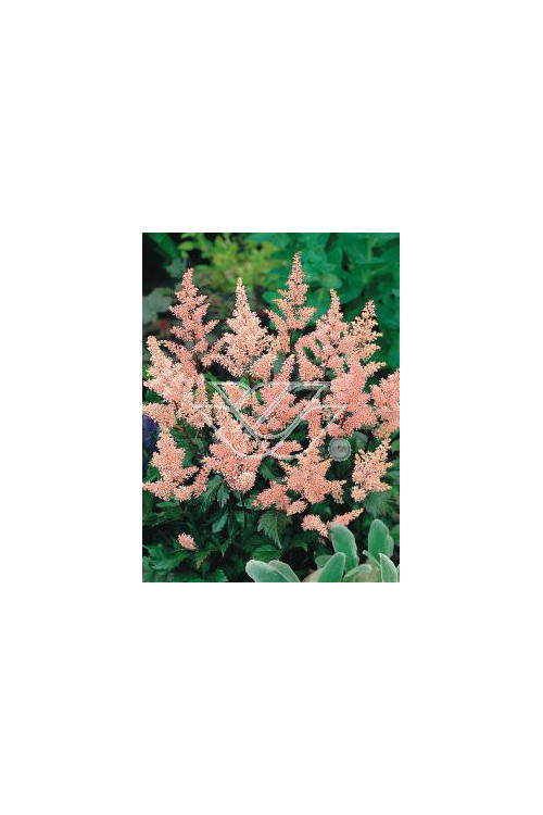 Tawułka japońska 'Peach Blossom' | Astilbe japonica