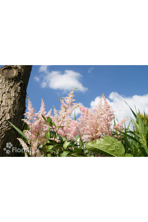 Tawułka japońska 'Peach Blossom' | Astilbe japonica