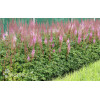 Tawułka chińska 'Purpurlanze' Astilbe Astilbe chinensis var. taquetii
