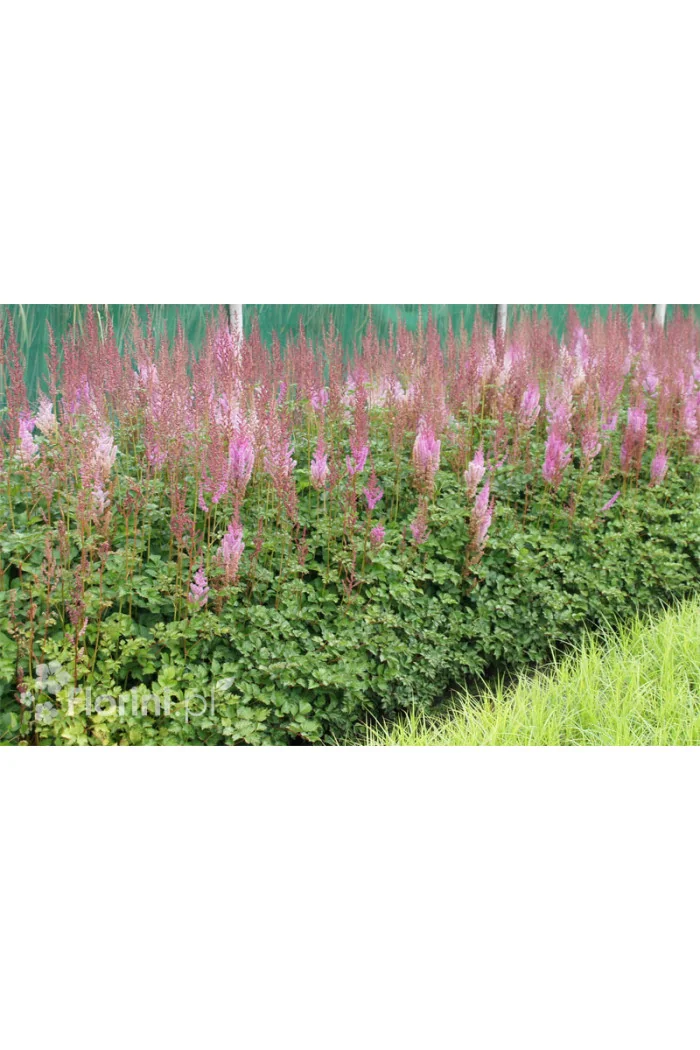 Tawułka chińska 'Purpurlanze' Astilbe Astilbe chinensis var. taquetii