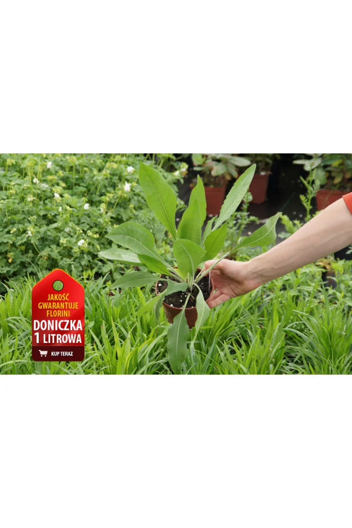 Chaber wielkogłówkowy | Centaurea macrocephala