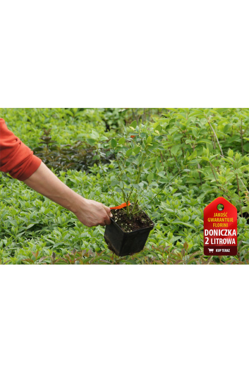 Dereń rozłogowy 'Flaviramea' Cornus stolonifera