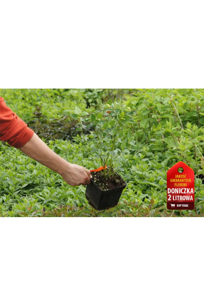 Dereń rozłogowy 'Flaviramea' Cornus stolonifera