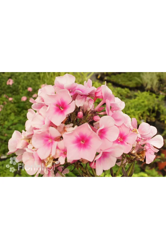 Floks wiechowaty 'Sweet Summer ® Candy' | Phlox panniculata