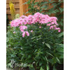 Floks wiechowaty 'Sweet Summer ® Candy' | Phlox panniculata