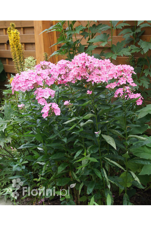 Floks wiechowaty 'Sweet Summer ® Candy' | Phlox panniculata