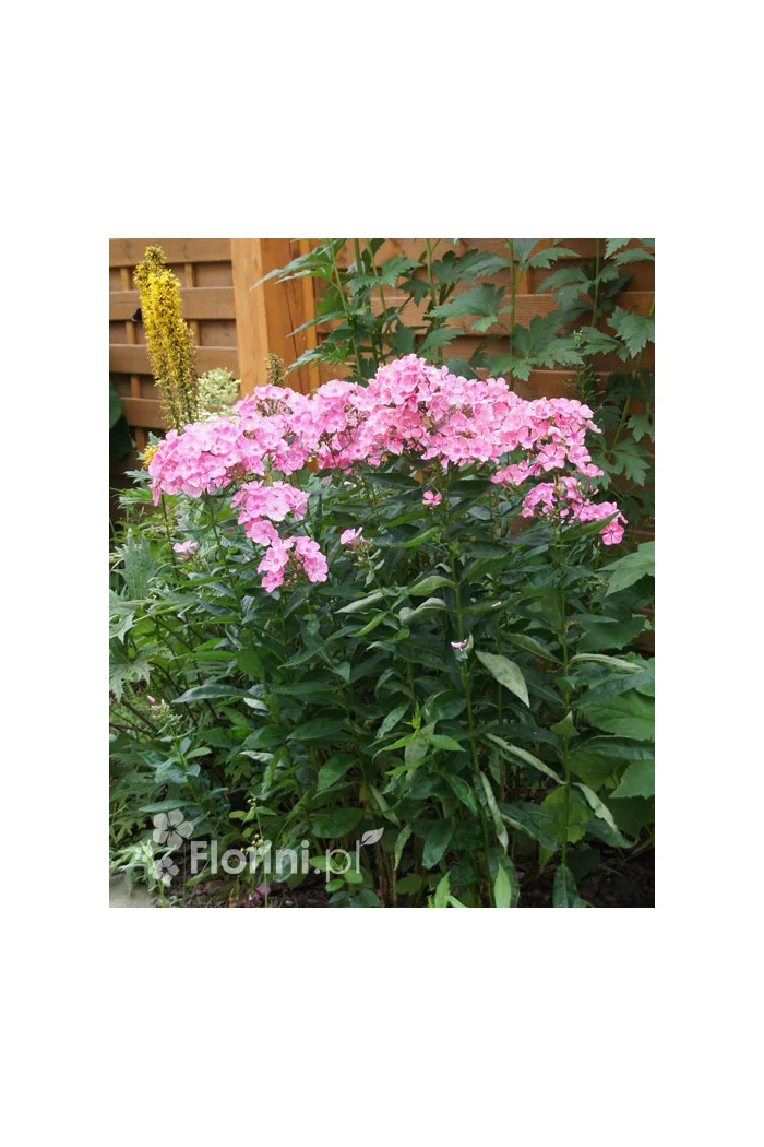 Floks wiechowaty 'Sweet Summer ® Candy' | Phlox panniculata