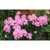 Floks wiechowaty 'Sweet Summer ® Candy' | Phlox panniculata