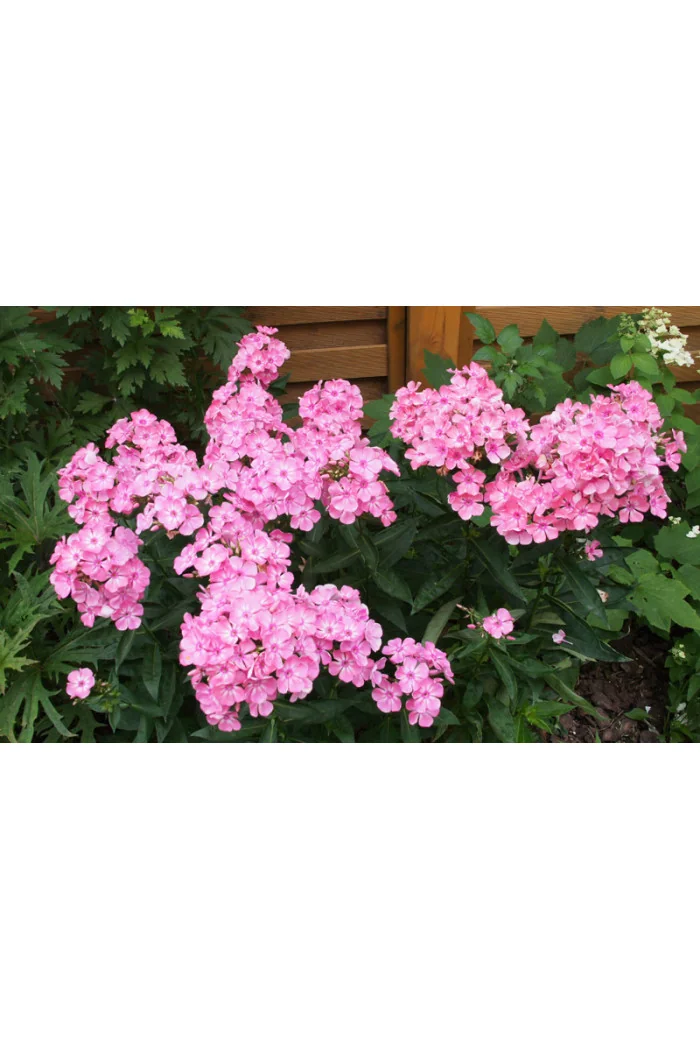 Floks wiechowaty 'Sweet Summer ® Candy' | Phlox panniculata