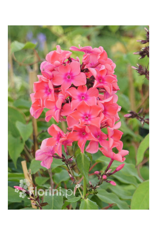 Floks wiechowaty 'Goldmine' Phlox panniculata