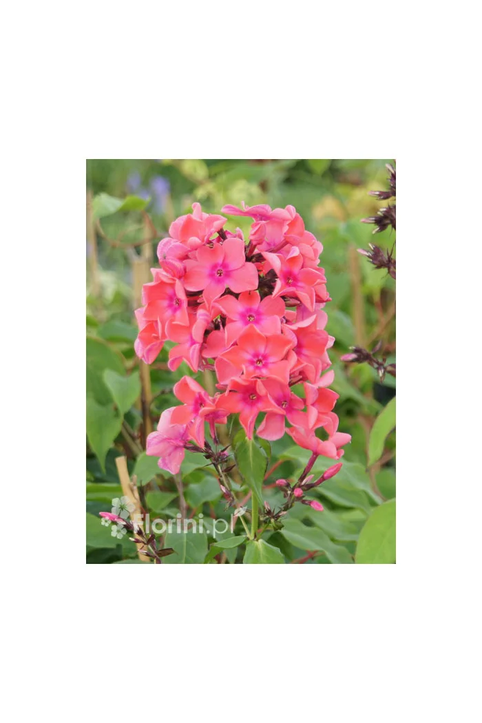 Floks wiechowaty 'Goldmine' Phlox panniculata