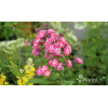 Floks wiechowaty 'Junior Dream ' Phlox paniculata