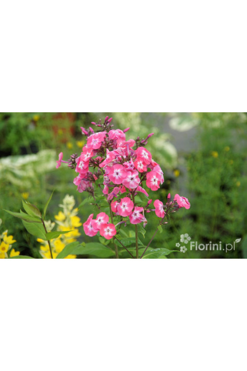 Floks wiechowaty 'Junior Dream ' Phlox paniculata