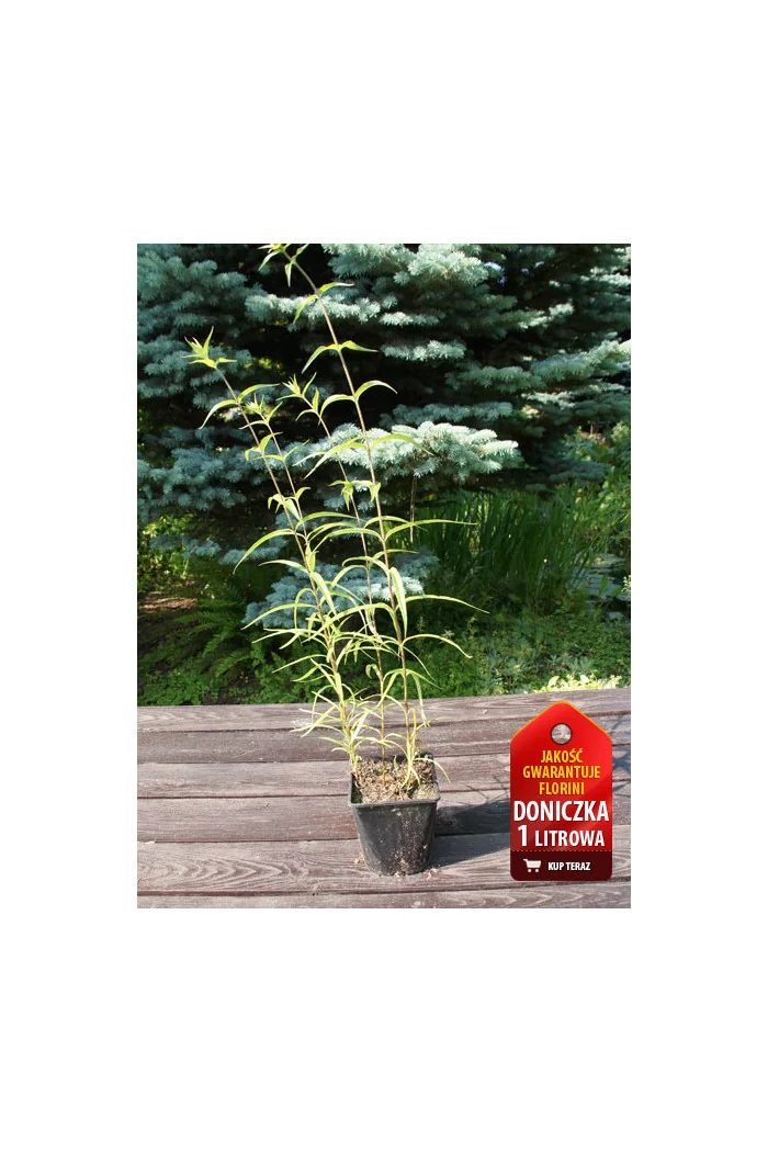 Floks plamisty 'Natasha' Phlox maculata