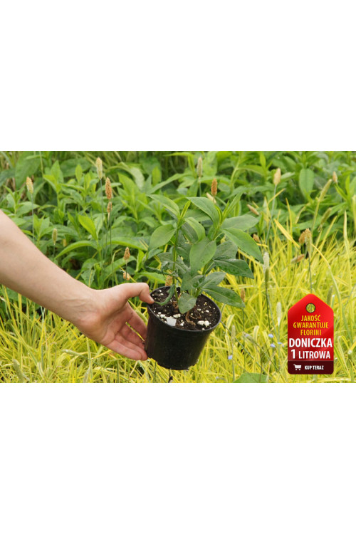 Floks wiechowaty 'Pax' Phlox paniculata