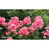 Floks wiechowaty 'Tequila Sunrise' | Phlox panniculata