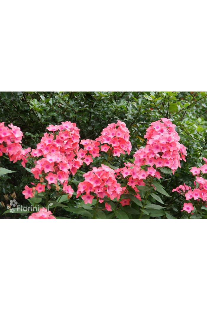 Floks wiechowaty 'Tequila Sunrise' | Phlox panniculata