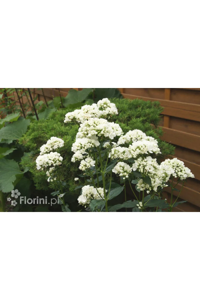 Floks wiechowaty 'Tiara' Phlox panniculata