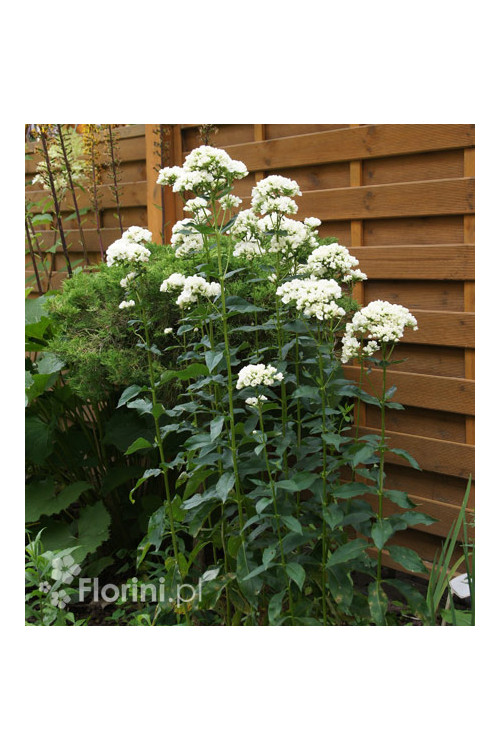 Floks wiechowaty 'Tiara' Phlox panniculata