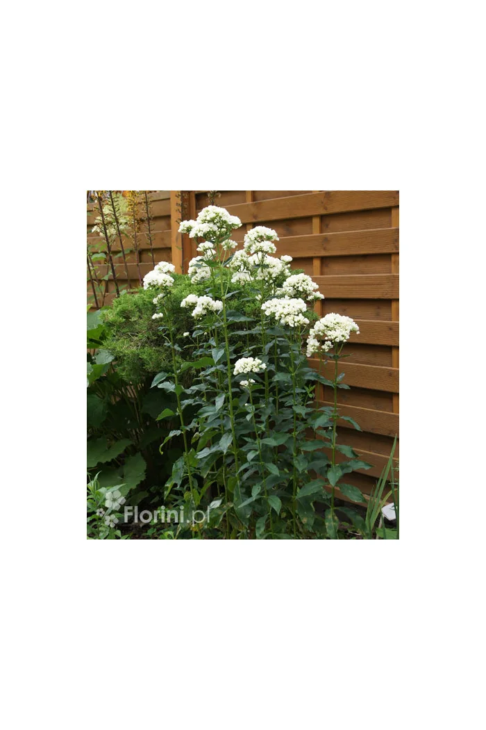 Floks wiechowaty 'Tiara' Phlox panniculata