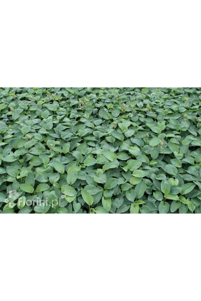 Funkia 'Abiqua Drinking Gourd' Hosta