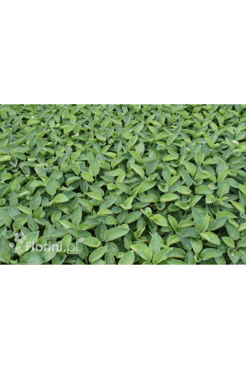 Funkia 'Big Daddy' Hosta