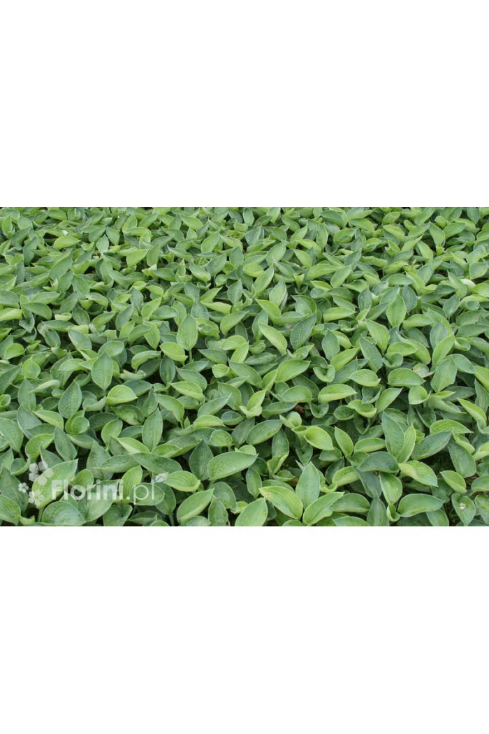 Funkia 'Big Daddy' Hosta