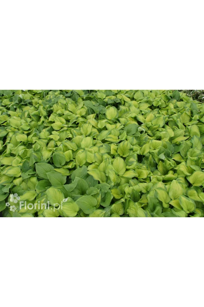 Funkia 'Guacamole' | Hosta