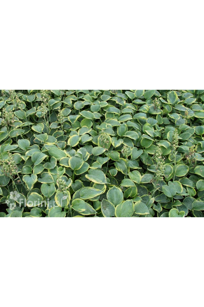 Funkia 'Frances Williams' | Hosta