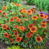 Gailardia 'Frenzy' Gaillardia