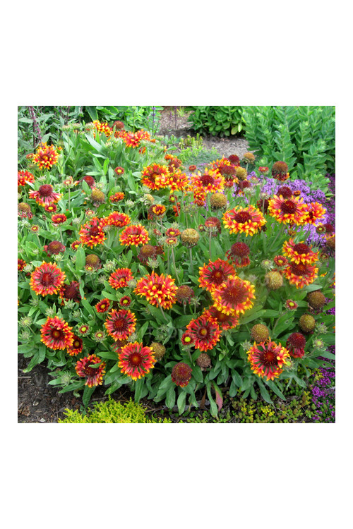 Gailardia 'Frenzy' Gaillardia